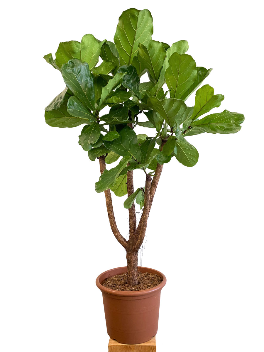 Geigenfeige Ficus lyrata verzweigt - Gross