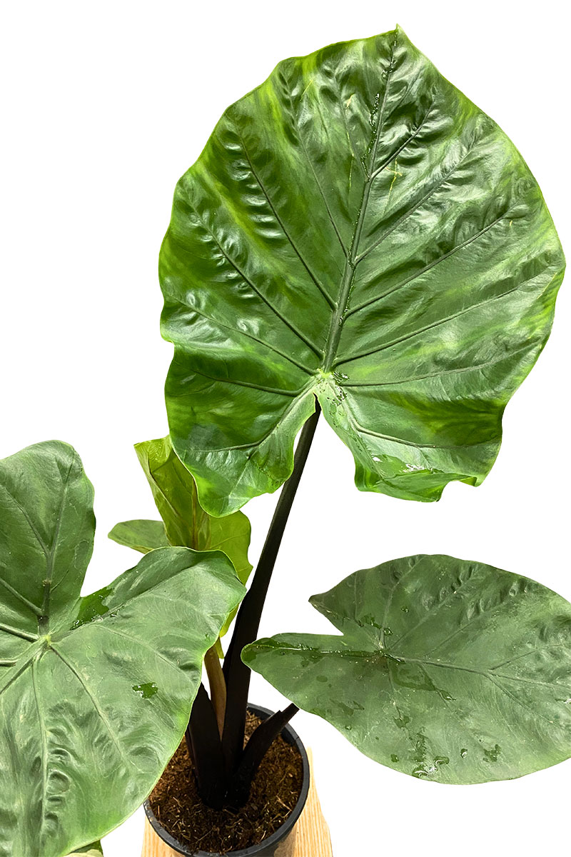 Alocasia Dark Star