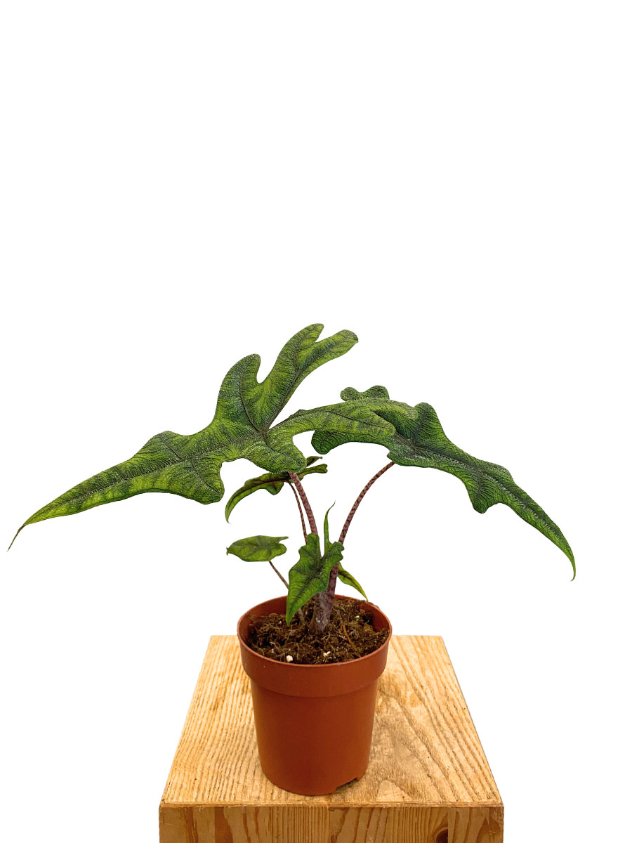 Alocasia Jacklyn