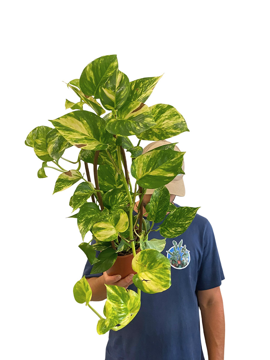 Epipremnum Aureum