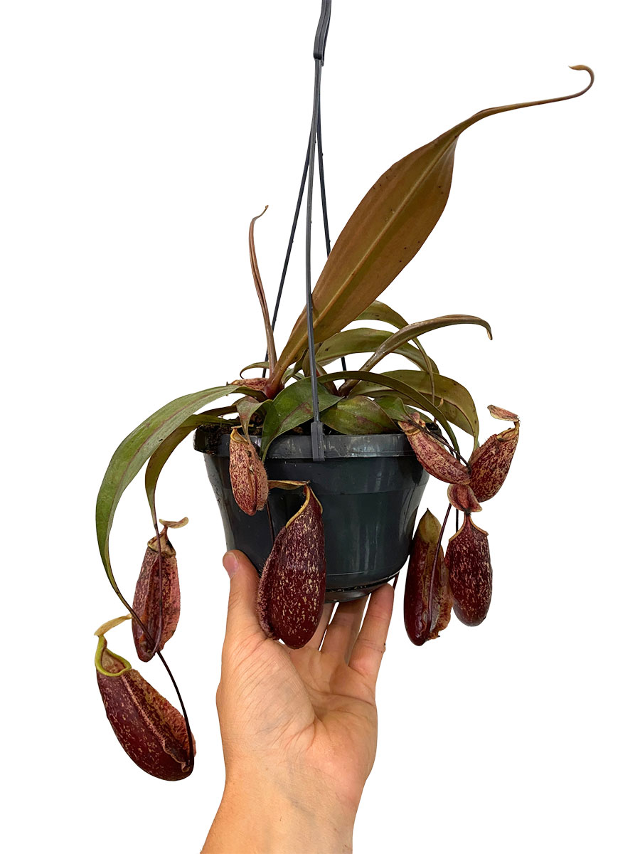 Hänger - Kannenpflanze Nepenthes St.Gaya