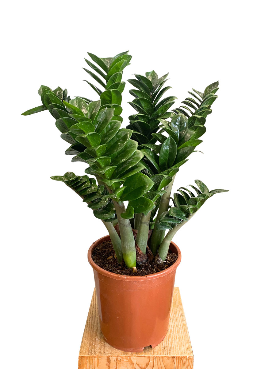 Zamioculcas Zenzi XL