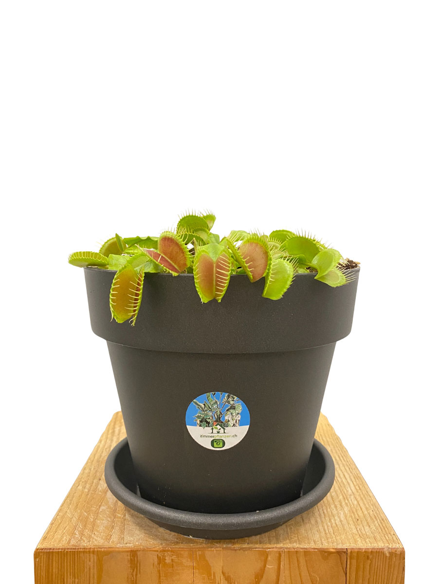 Venusfliegenfalle Dionaea Muscipula - Gross
