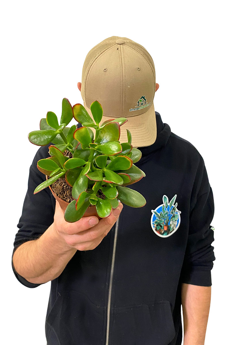 Geldbaum Crassula Ovata Sunset