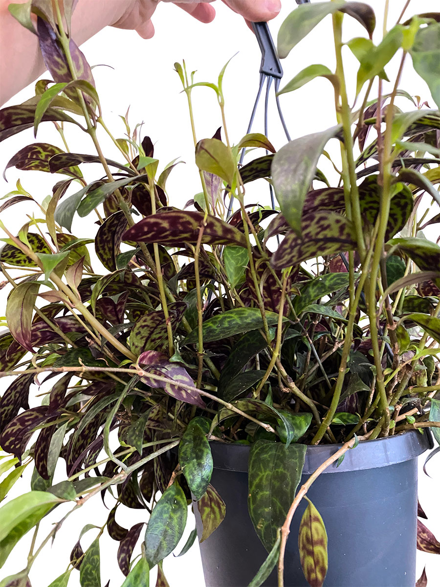 Hänger - Lipstick Plant Aeschynanthus Marmoratus