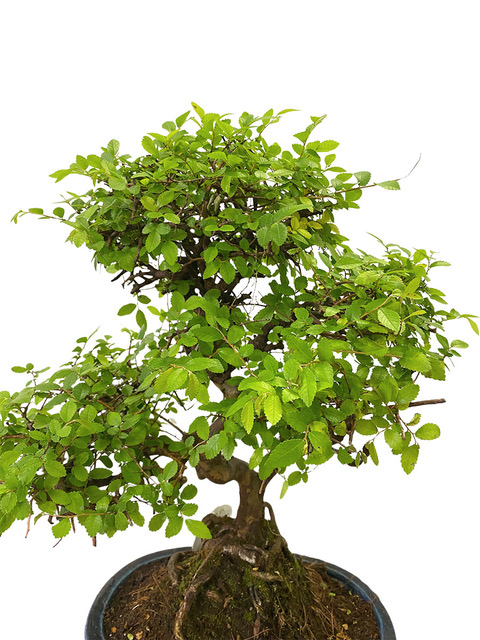 Bonsaï Zelkova Serrata