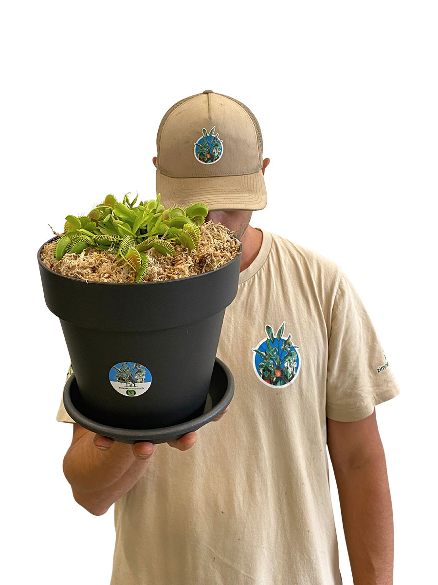 Venusfliegenfalle Dionaea Muscipula - Gross Venusfliegenfalle Dionaea Muscipula - Gross