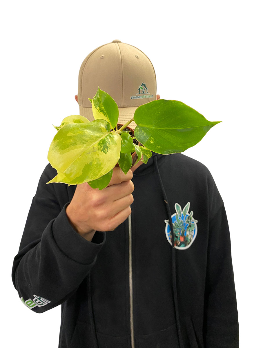 Baby Philodendron Burle Marx Variegata