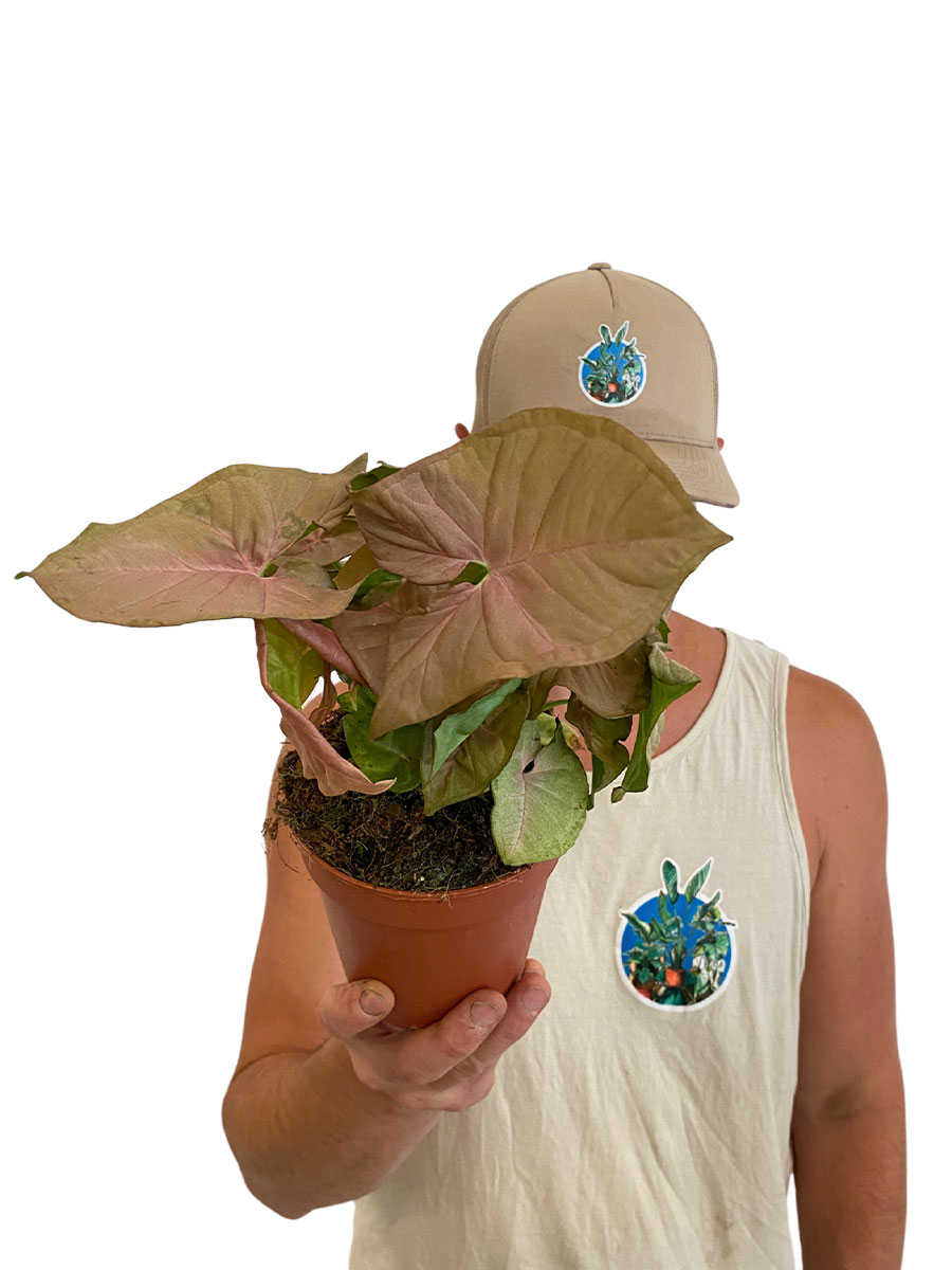 Syngonium Red Heart Syngonium Red Heart