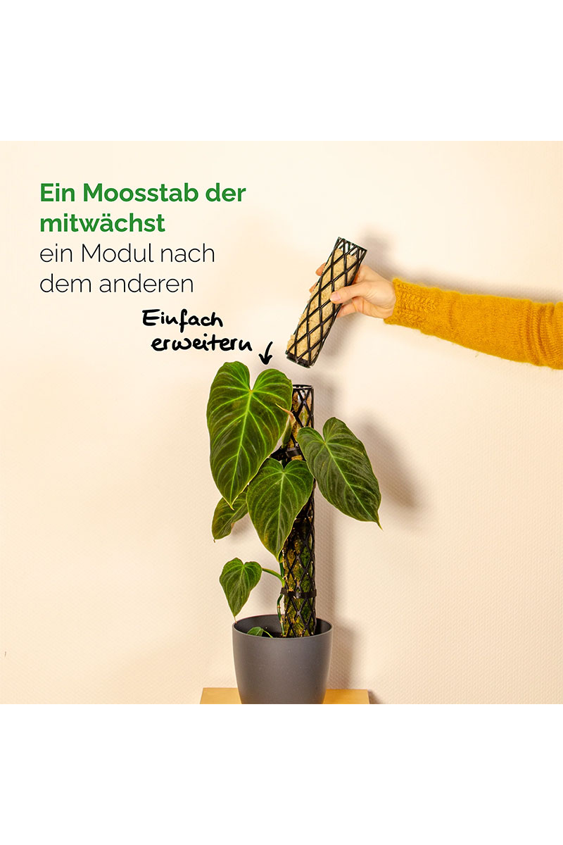 PlantMe Moosstab Midi Set - Schwarz