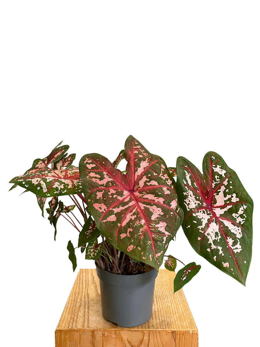 Caladium Carolyn Whorton