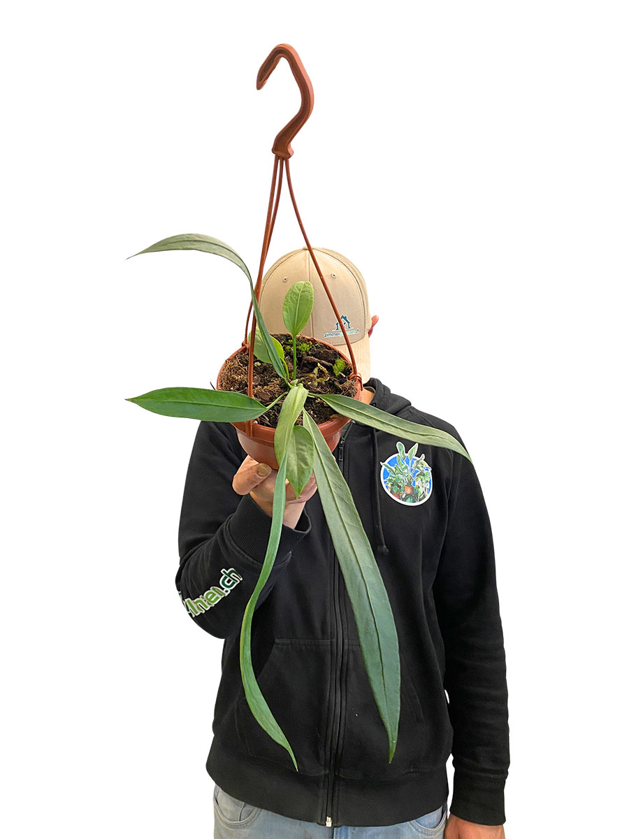 Hänger - Anthurium Vittarifolium