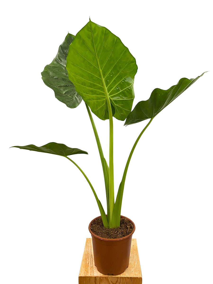 Alocasia Macrorrhiza