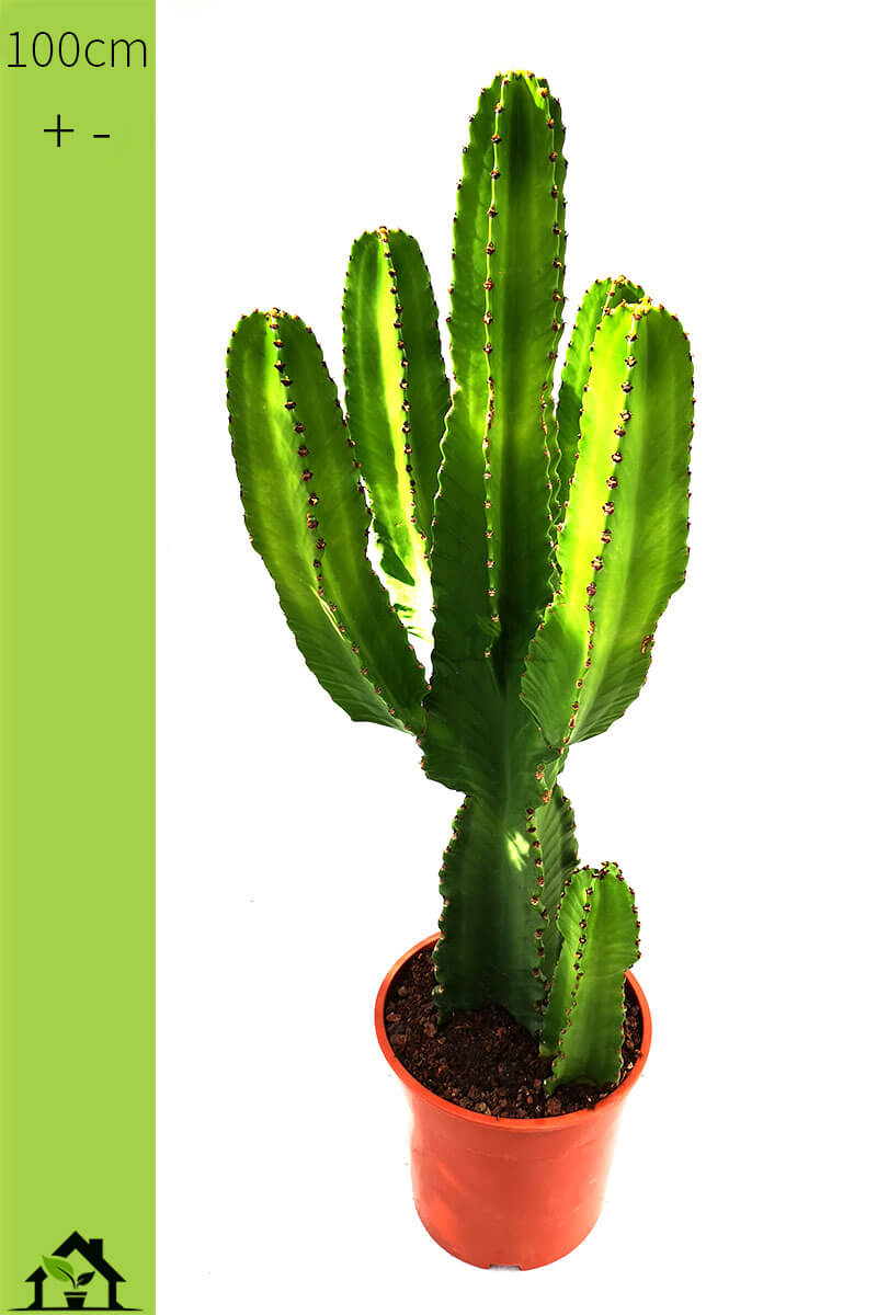 Euphorbia Erytrea 100cm