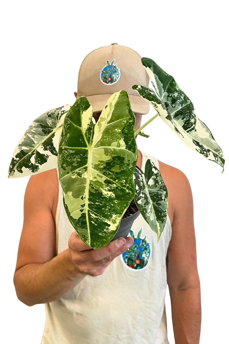 Alocasia Frydek Variegata