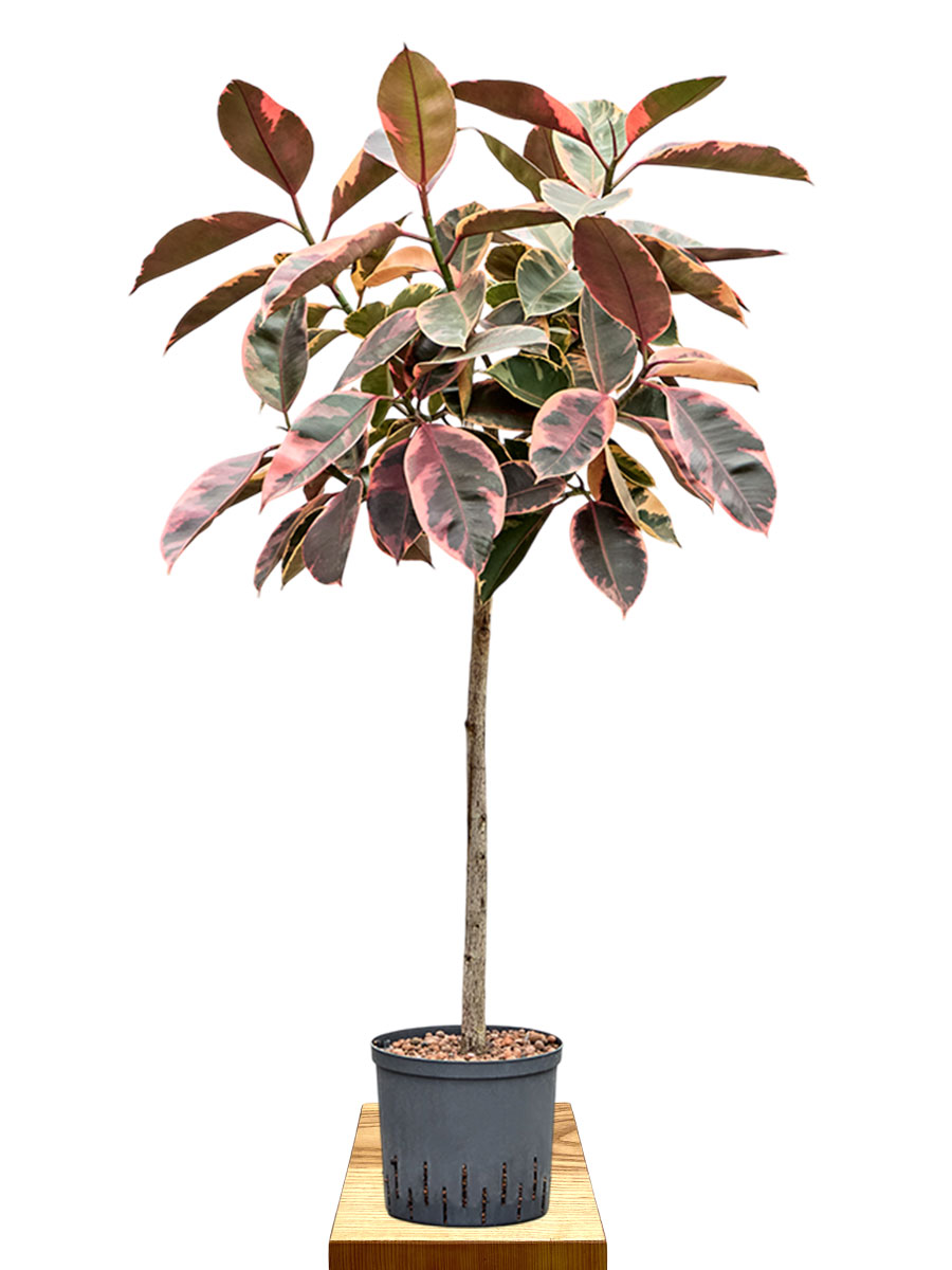 Hydro - Gummibaum Ficus Elastica Belize