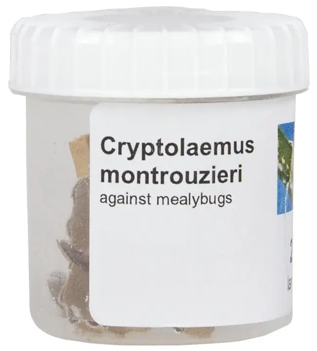 Cryptolaemus Montrouzieri - 25 Larven