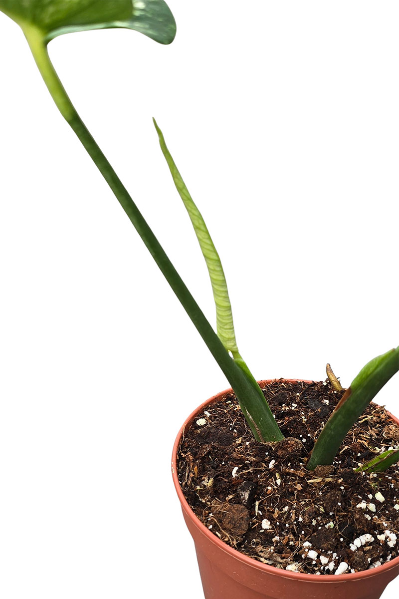 Monstera Devil Monster