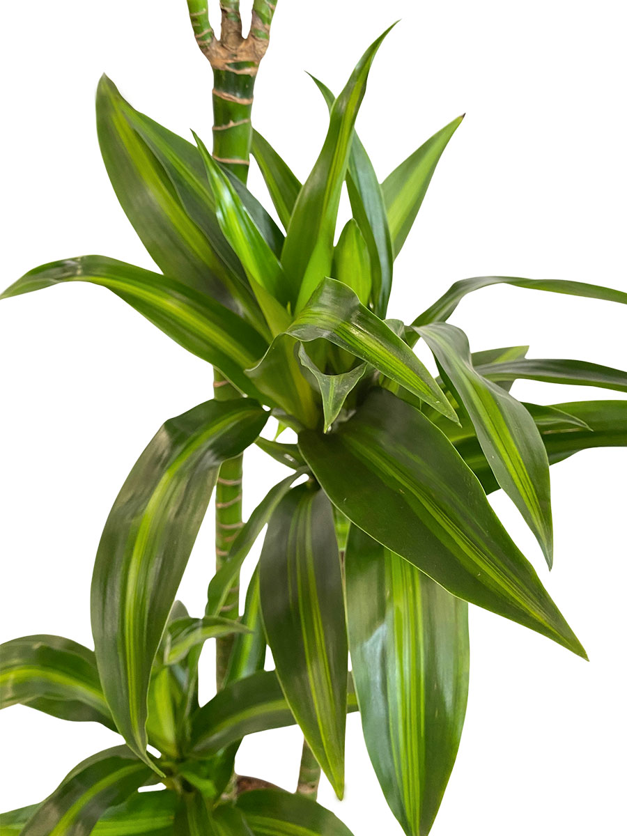 Dracaena Hawaiian Sunshine