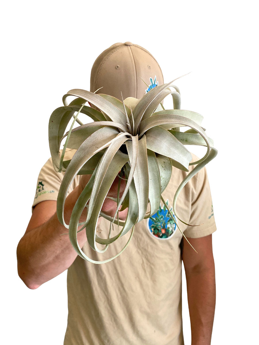 Tillandsia Xerographica