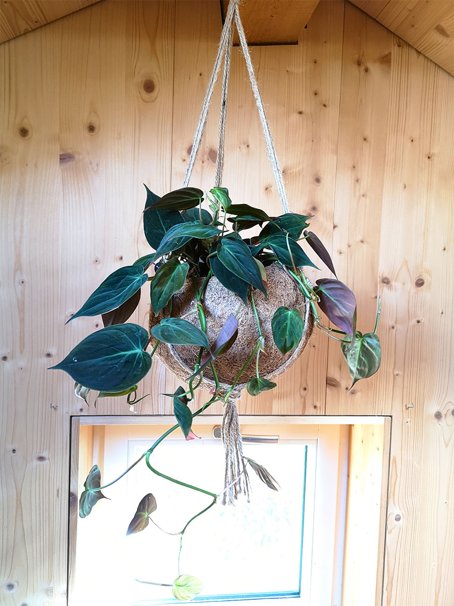 Kokoshänger - Philodendron micans