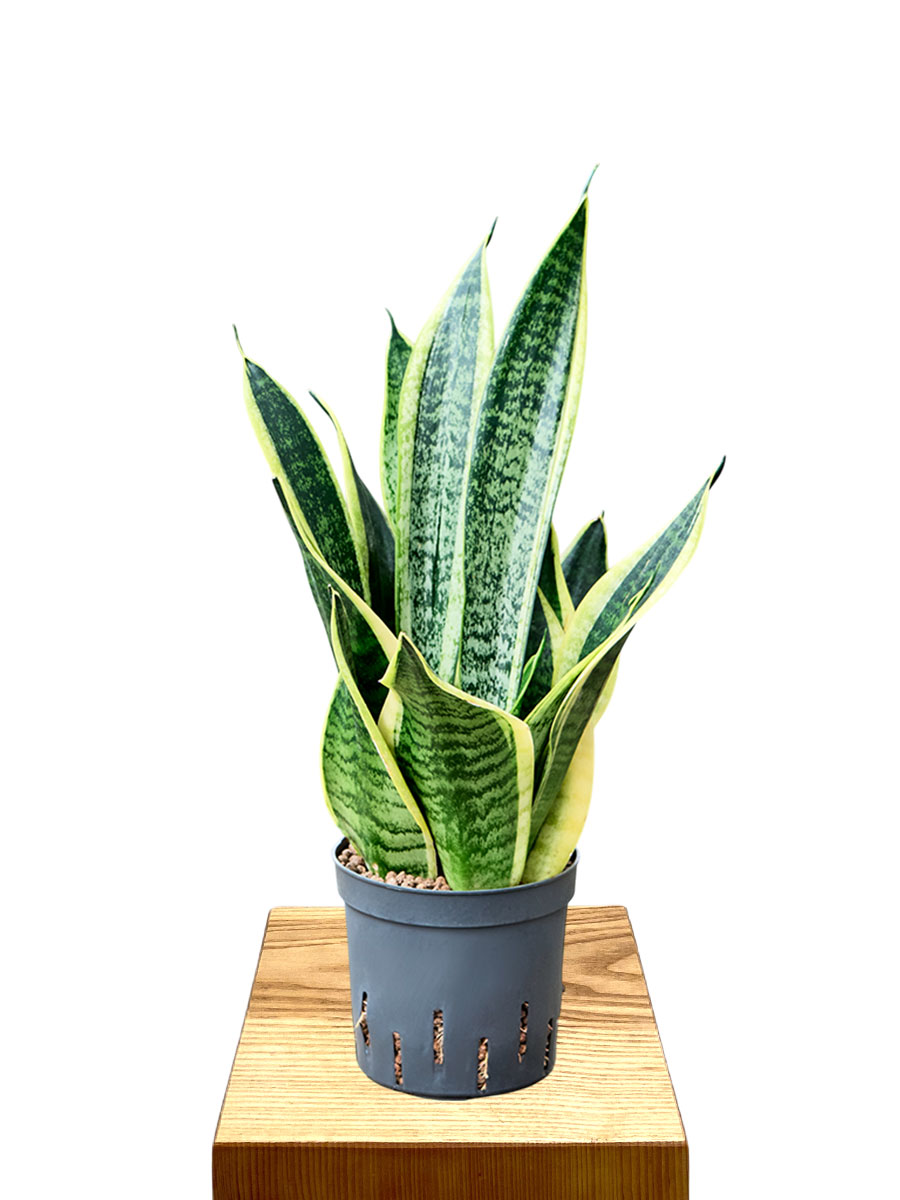 Hydro - Sansevieria Futura Superba