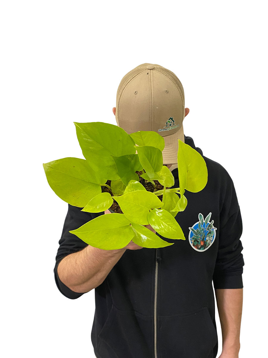 Epipremnum Golden Pothos