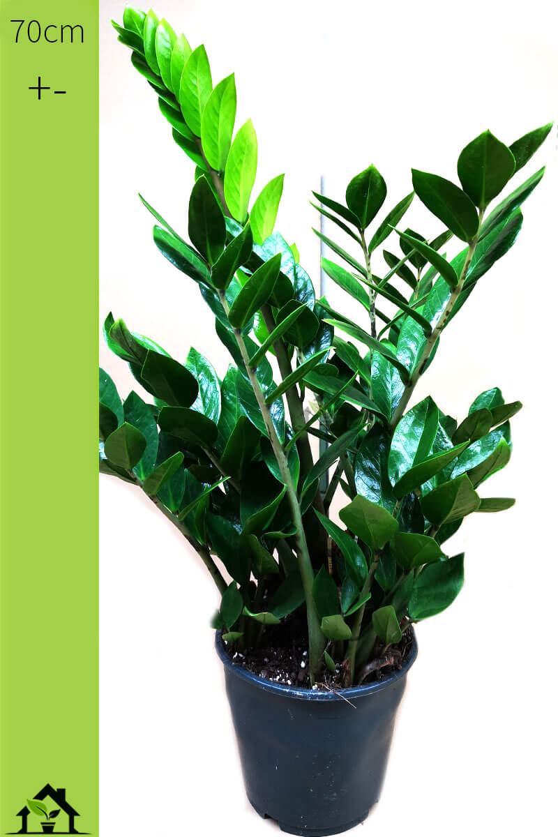 zamioculcas-zamiokulkas-70cm-kaufen-auf-zimmerpflanzen.ch-dem-schweizer-zimmerpflanzen-zimmerpflanze-gruenpflanzen-topfpflanzen-bueropflanzen-shop-onlineshop-bestellen-schweiz.jpg