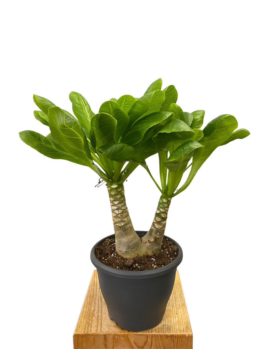 Hawaii-Palme Brighamia Insignis - Gross