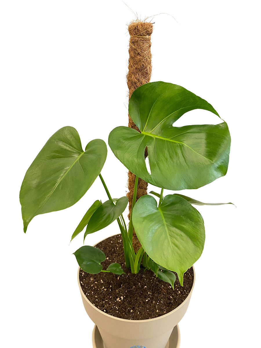 Monstera Deliciosa Moosstab