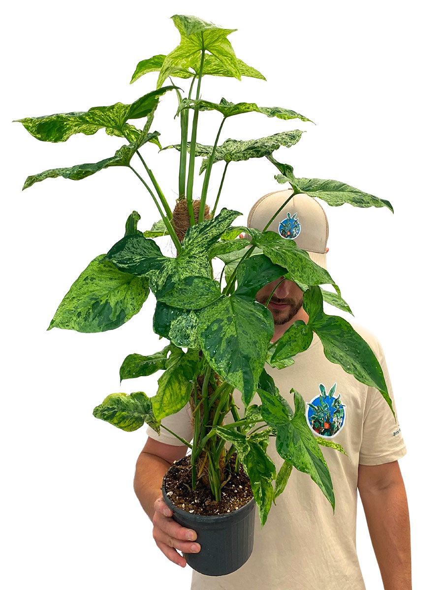 Syngonium Mottled Moosstab