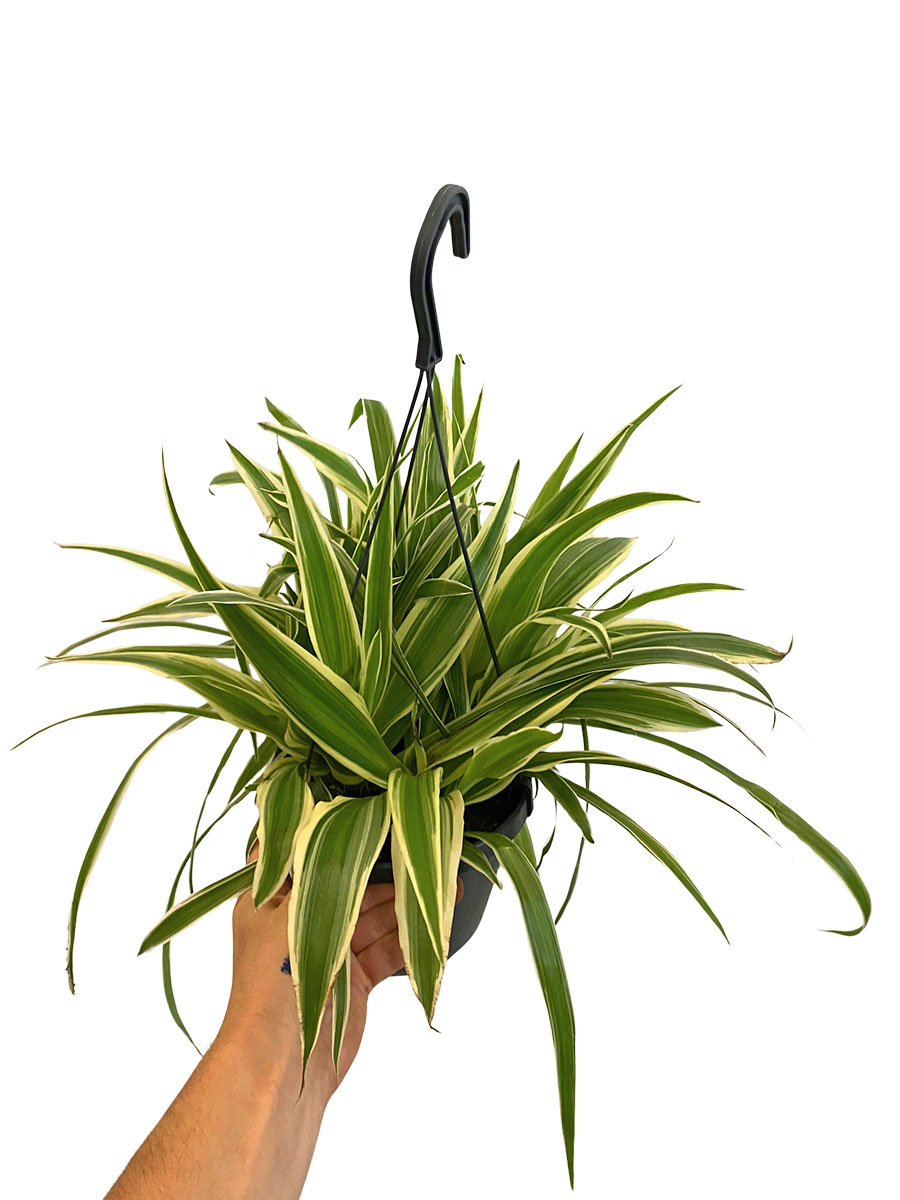 Hänger - Grünlilie Chlorophytum Laxum