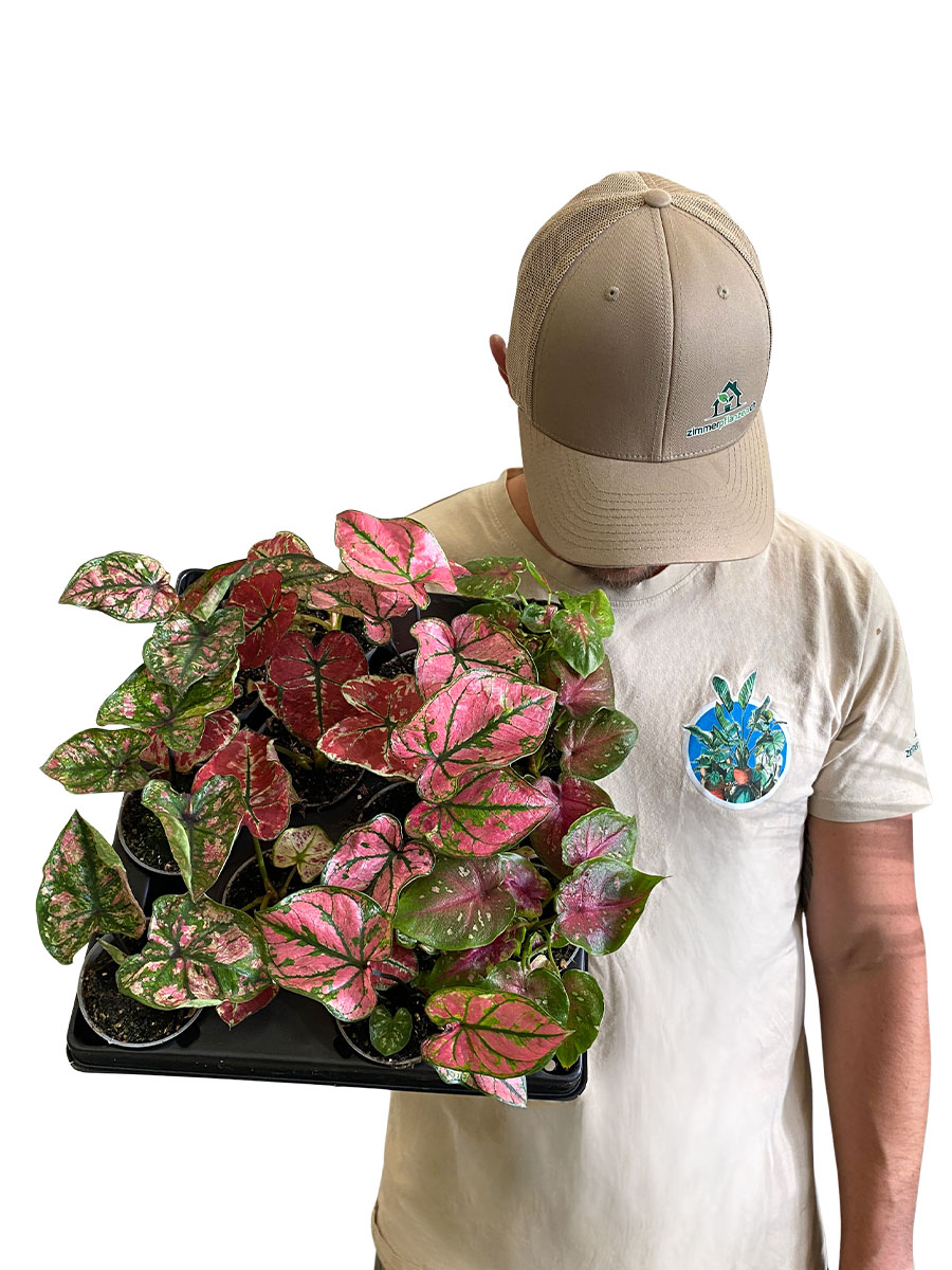 Baby Caladium Mix - 12 Stück