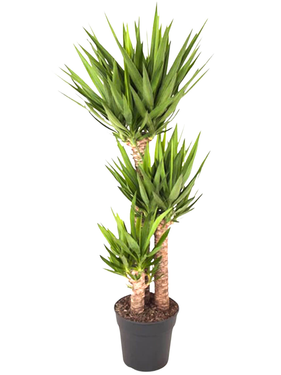 Palmlilie Yucca elephantipes Tuff XL