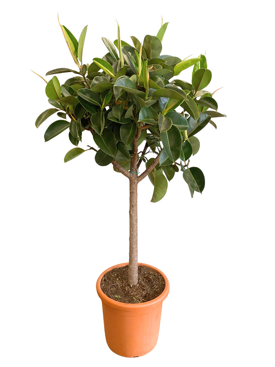 Ficus Elastica Robusta Stamm - Gross