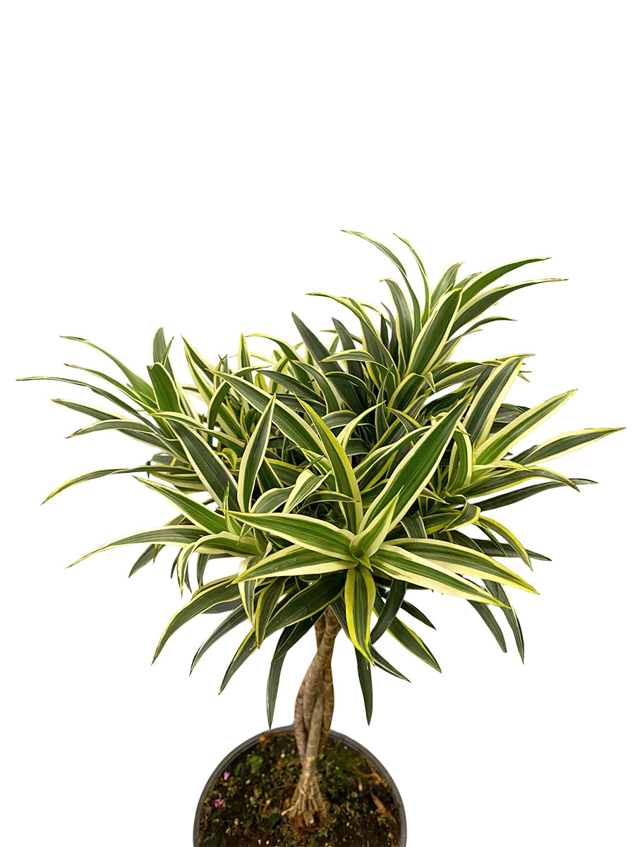 Dracaena Reflexa Valentina Geflochten