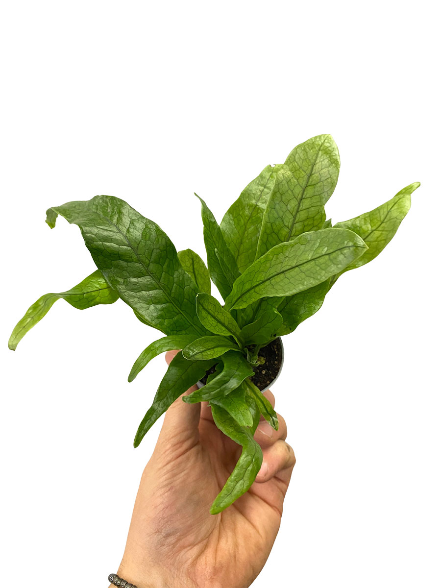 Krokodilfarn Microsorum Crocodyllus