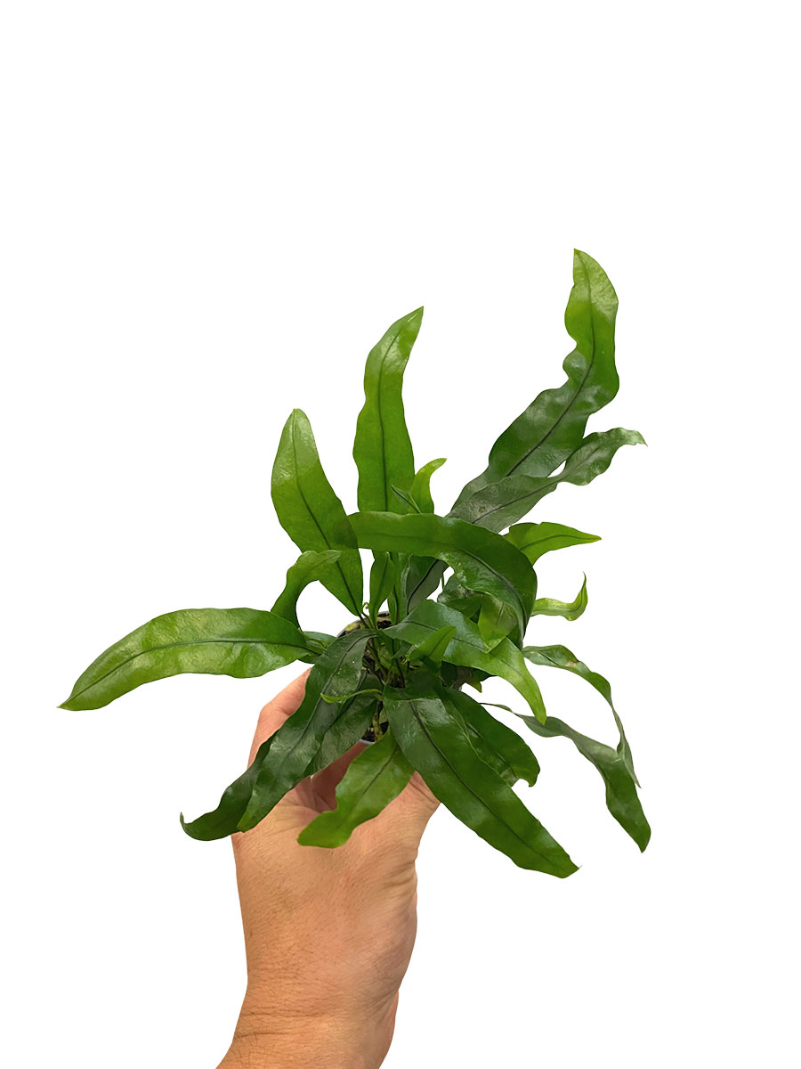 Baby Microsorum Diversifolium Pteropus®