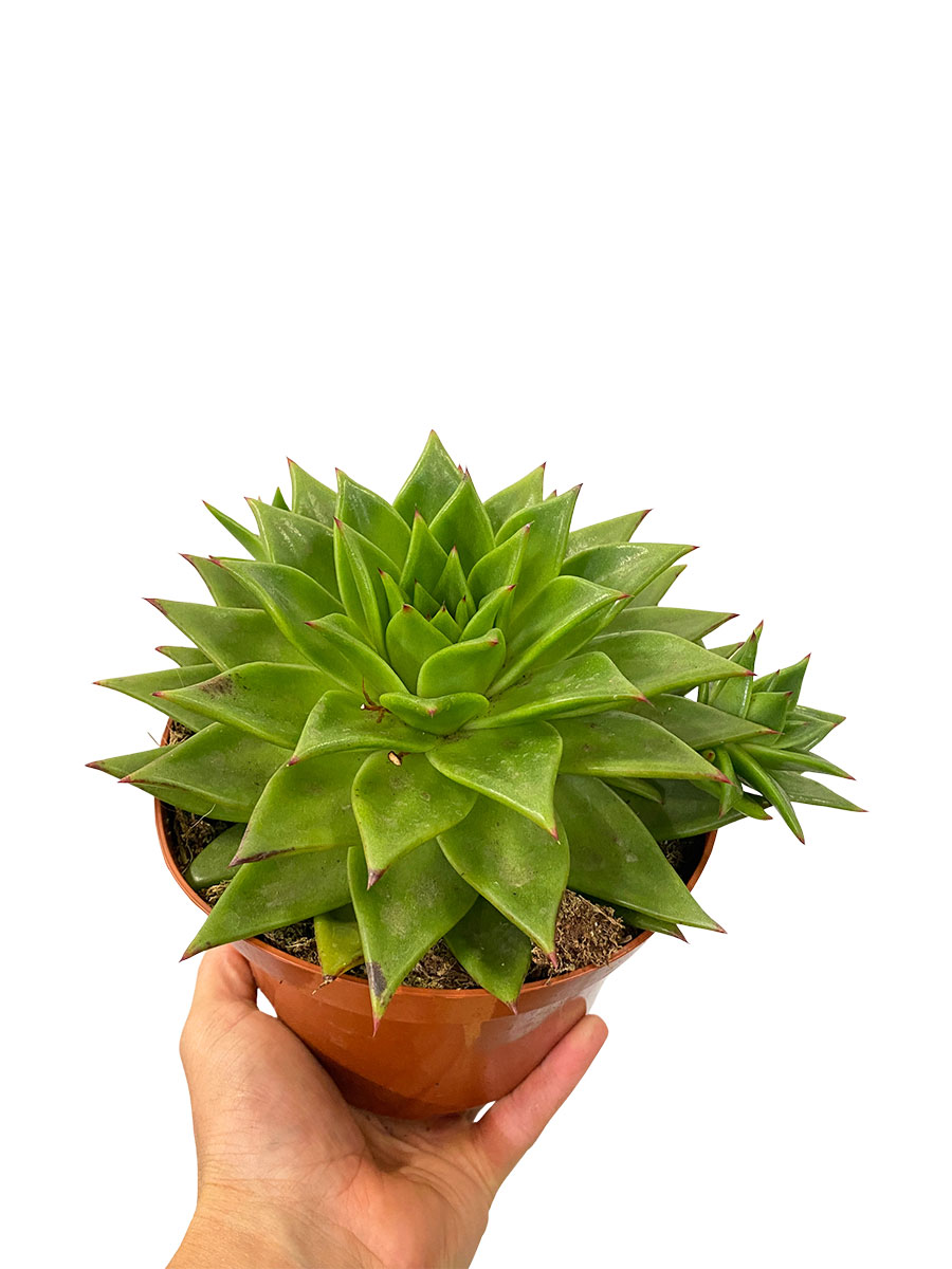 Echeveria Lipstick - Gross 