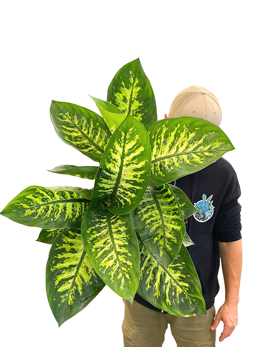 Dieffenbachia Tropic Snow
