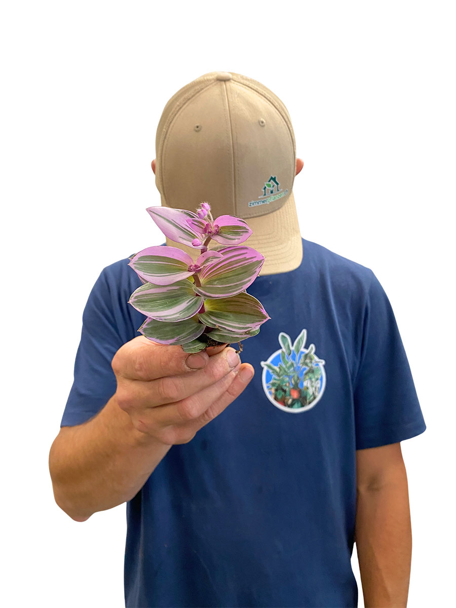 Baby Tradescantia Nanouk