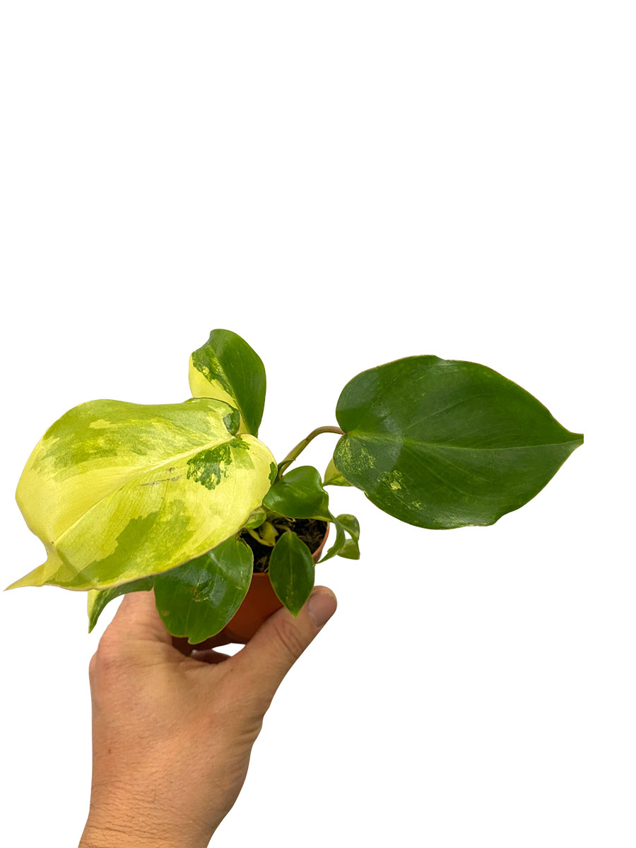 Baby Philodendron Burle Marx Variegata
