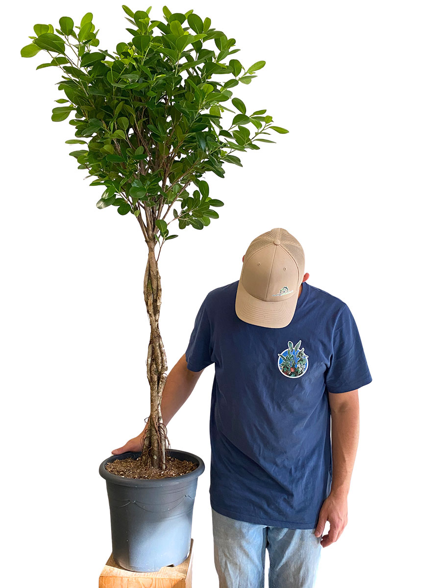 Ficus Microcarpa Moclame - Ø32cm