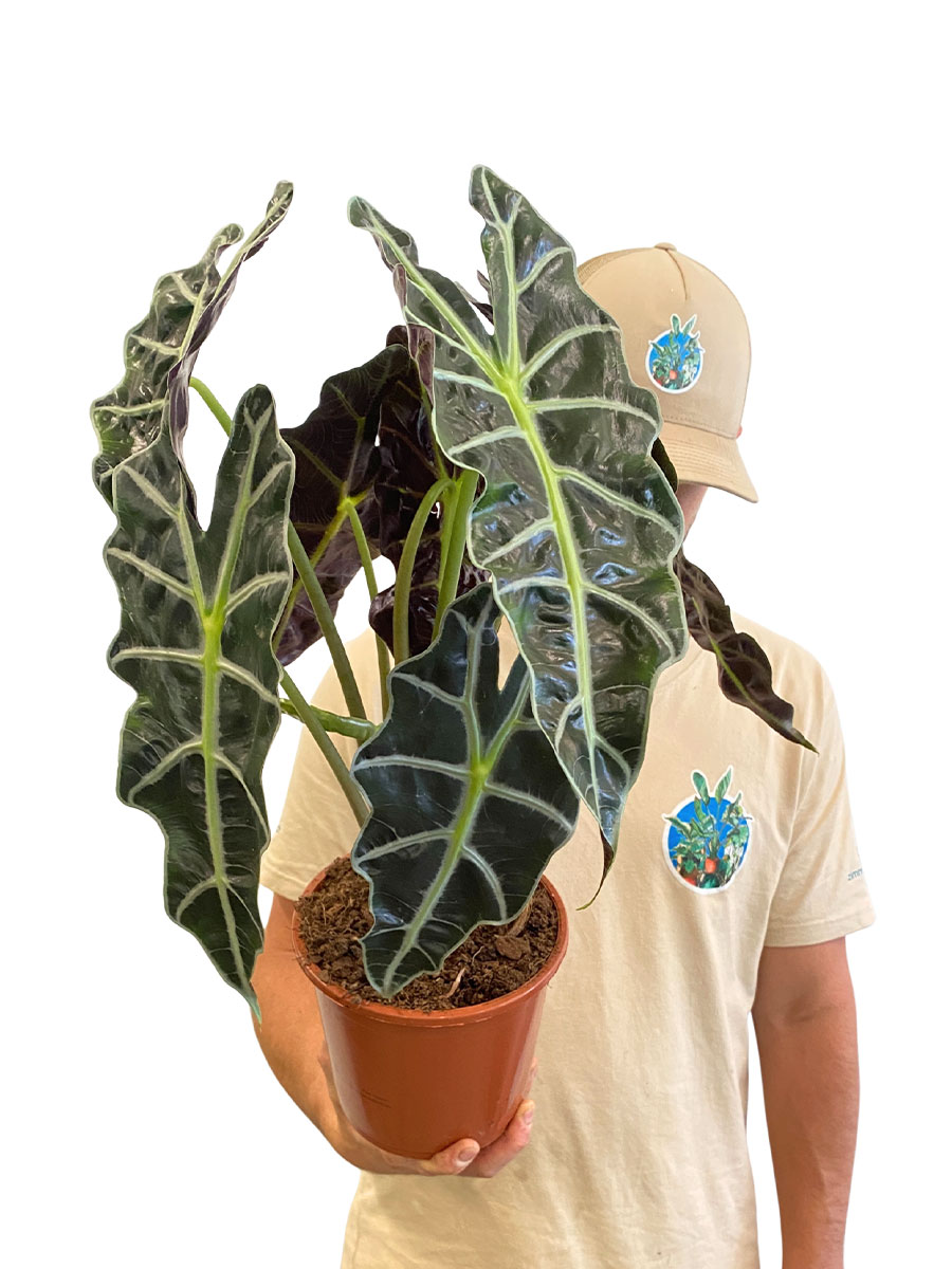 Alocasia Polly
