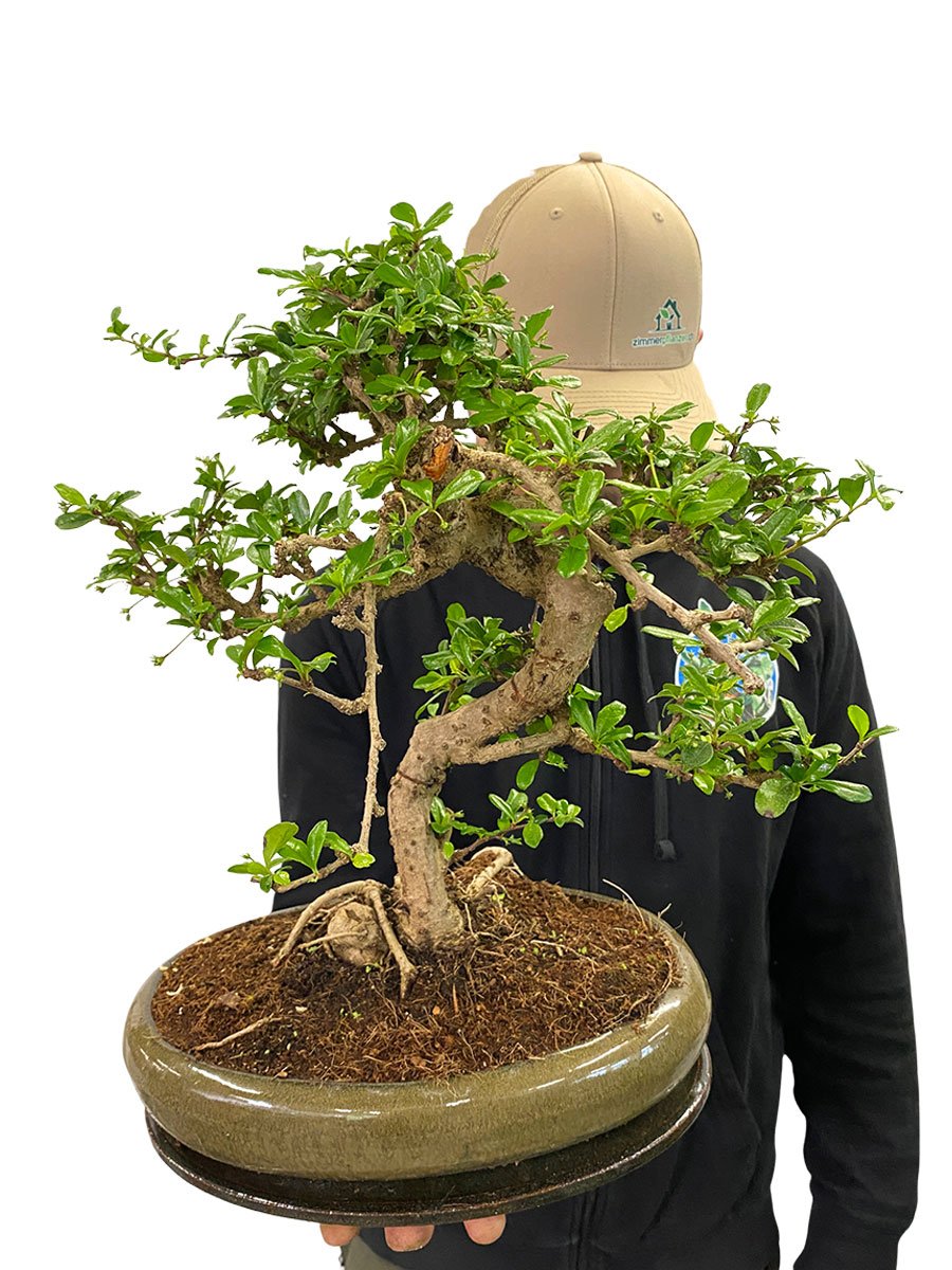 Bonsai Carmona Microphylla - Gross