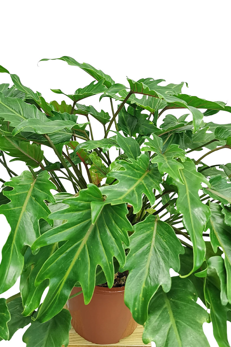 Philodendron Xanadu XL