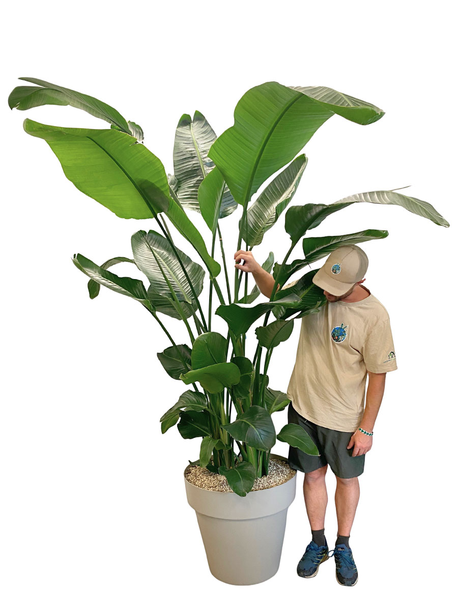 Strelitzia Nicolai - Gross