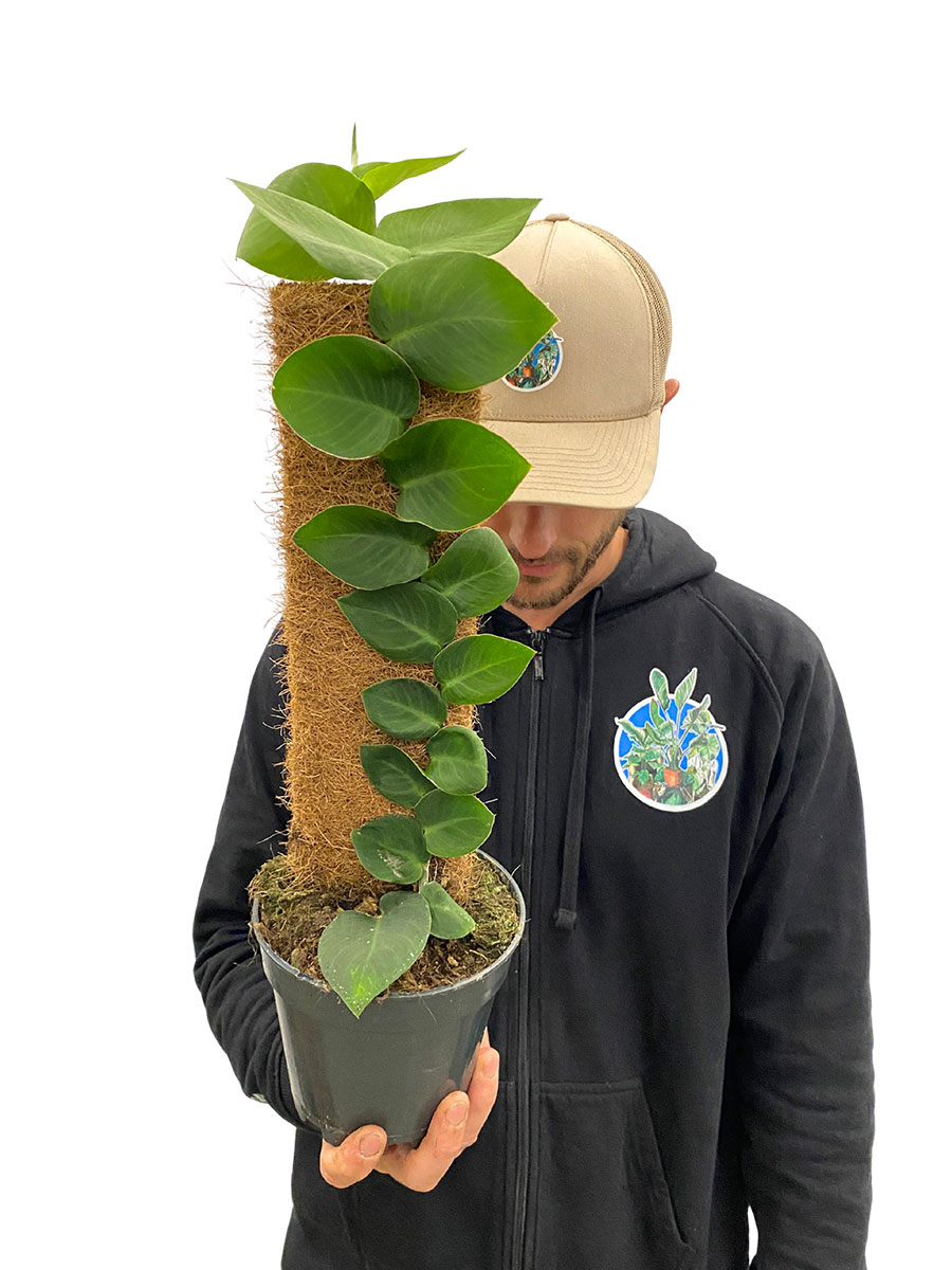 Rhaphidophora Hayi