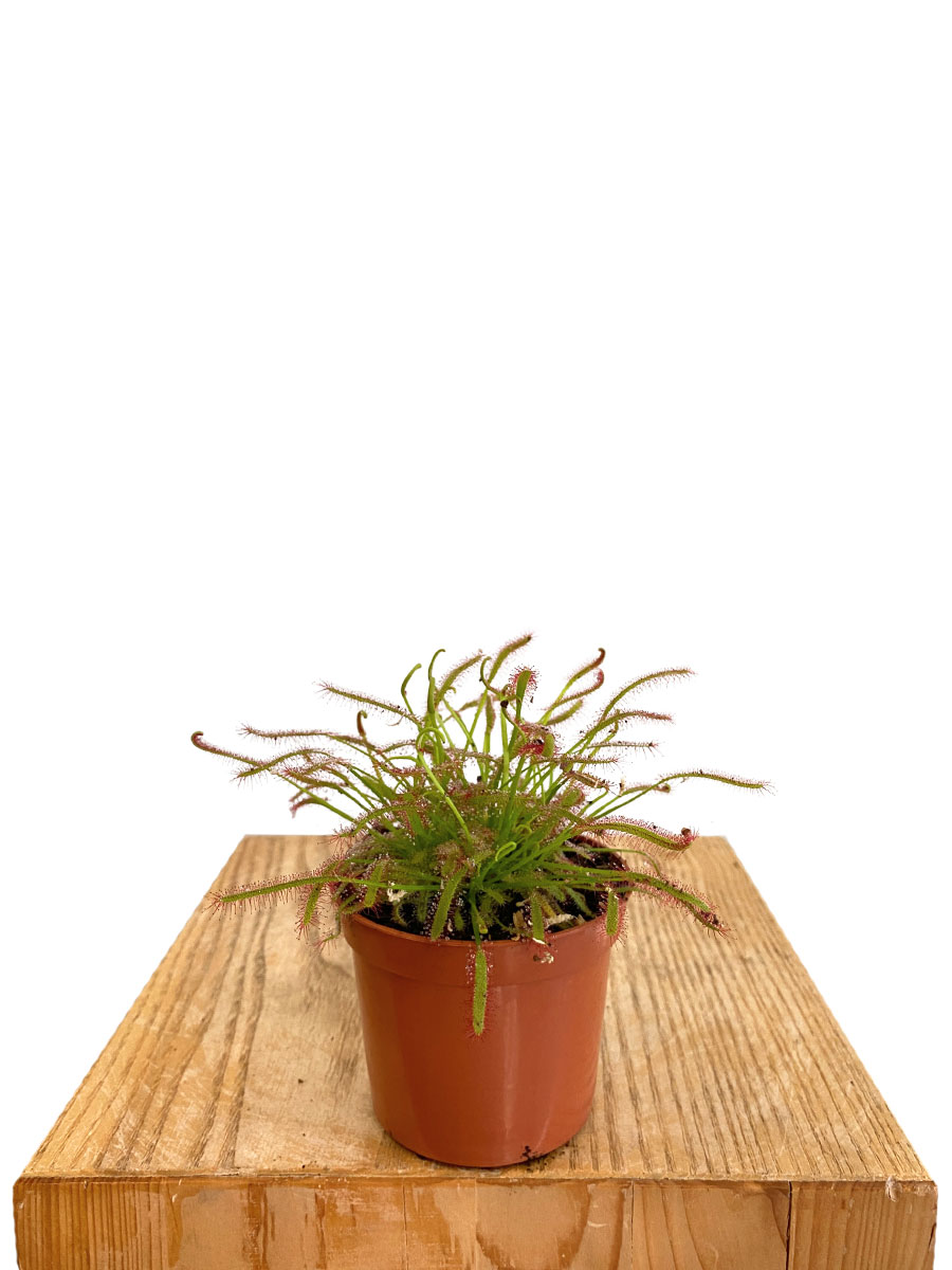 Sonnentau Drosera Capensis