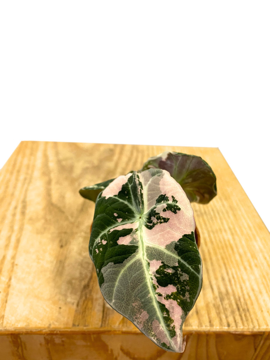 Alocasia Black Velvet Pink Variegated